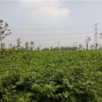 鑫森源,構(gòu)樹樹苗,構(gòu)樹樹苗價(jià)格