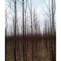 河南楸樹(shù)基地|河南周口便宜楸樹(shù)網(wǎng)3、4、5、6