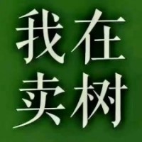 云杉小苗