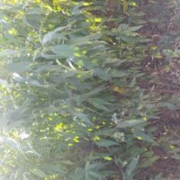 低價(jià)出售花椒苗、桃樹苗、梨樹苗、海棠苗、速生楊