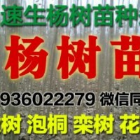 楊樹苗清地處理低價供應(yīng)速生楊樹苗需要速聯(lián)系