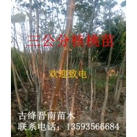 紫穗槐 國(guó)槐