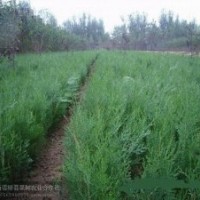 山西側(cè)柏小苗 鈣果苗 杜梨苗 白皮松 油松急售