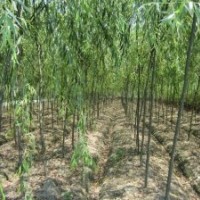 黑龍江省綏化地區(qū)海倫樹穗樹苗大量出售