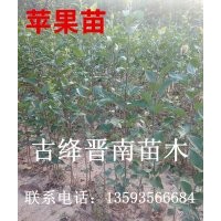 桃樹苗 柿子苗 油松
