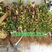 供應(yīng)紅葉石楠小苗，紅葉石楠小苗批發(fā)價(jià)格