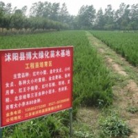 小龍柏價格H30-40-50公分高小龍柏產地價格量大價優(yōu)