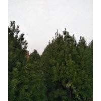 白皮松