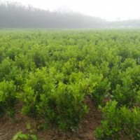 高山黃楊