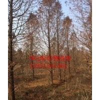 12公分中山杉