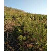 出售：1.5米到2.5米定值樟子松，營養(yǎng)杯樟子松，