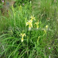 鳶尾花的苗價(jià)是多少