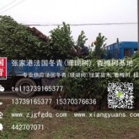 1.5米、1.6米、1.8米法國冬青大量優(yōu)惠供應(yīng)中