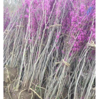 紫荊小苗