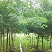 速生皂角