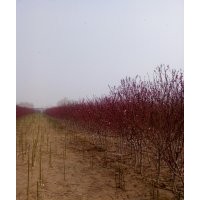 葉紅碧桃