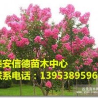 大量供應(yīng)百日紅