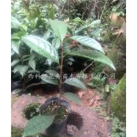 誠信出售防普金花茶杯苗，南寧防普金花茶