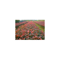 批發(fā)紅葉石楠小苗、紅葉石楠小苗價(jià)格