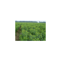 烏桕、烏桕小苗、江西烏桕小苗、馬回嶺烏桕小苗
