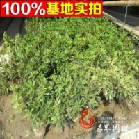 各類杜鵑球、造型杜鵑、春鵑苗