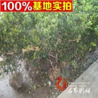 金森女貞球批發(fā)根系發(fā)達(dá) 成活率高