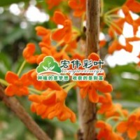 速生紅丹桂