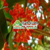 狀元紅丹桂