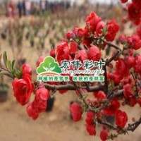 木瓜海棠小苗彩葉綠化苗木供應