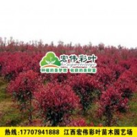 紅葉茶花 茶花小苗嫁接苗彩葉苗 各種綠化苗木供應(yīng)