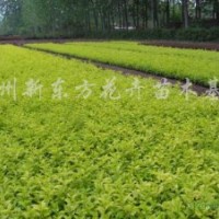 供應(yīng)金葉女貞、紅葉小檗、龍柏