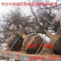 供應(yīng)山東石榴樹、石榴樹苗、