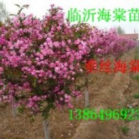 供山東皺皮木瓜苗，木瓜海棠，垂絲海棠，西府海棠