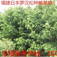 3公分羅漢松 供應(yīng)3公分羅漢松 3公分羅漢松供應(yīng) 3公分福建羅漢松