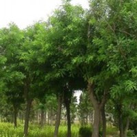 河南白蠟價格，速生白蠟，白蠟樹現(xiàn)貨量大