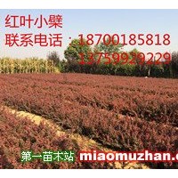 紅葉小檗
