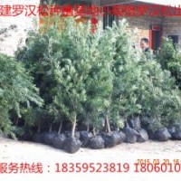 羅漢松，羅漢松球，造型羅漢松，羅漢松小苗，羅漢松基地，羅漢松