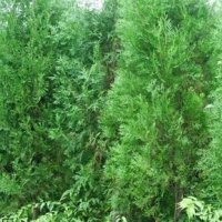 山東泰安側(cè)柏苗批發(fā)價格 側(cè)柏苗種植基地