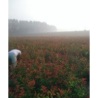 紅葉石楠