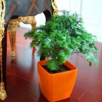 紅豆杉,天然氧吧的締造者,可以降解苯、甲苯、二甲苯