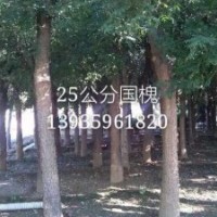 出售國槐 西府海棠 北美海棠
