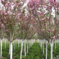 櫻花，供應(yīng)櫻花，基地供應(yīng)櫻花