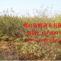 欣潤苗木大量供應(yīng)紅葉碧桃