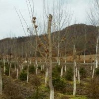 常年供應(yīng)九角楓，五角楓，皂角，蒙古礫，云杉