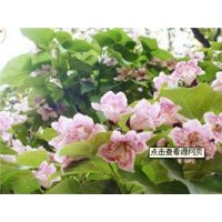 山東泰安楸樹(shù)苗批發(fā)價(jià)格