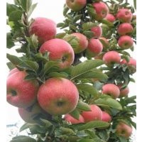 美國八號蘋果苗、神富一號蘋果苗、矮化蘋果苗