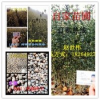 山東臨沂大量供應(yīng)各種規(guī)格 枸橘苗，枸橘種子，量大從優(yōu)
