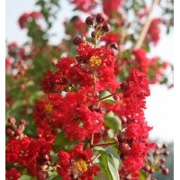 供應(yīng)優(yōu)質(zhì)美國三紅紫薇苗