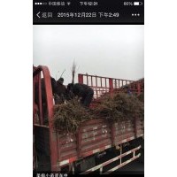 美國紅楓小苗