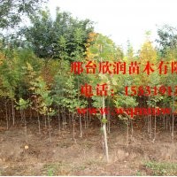 凈地處理白蠟3公分，垂柳2-3公分，香花槐4-5公分